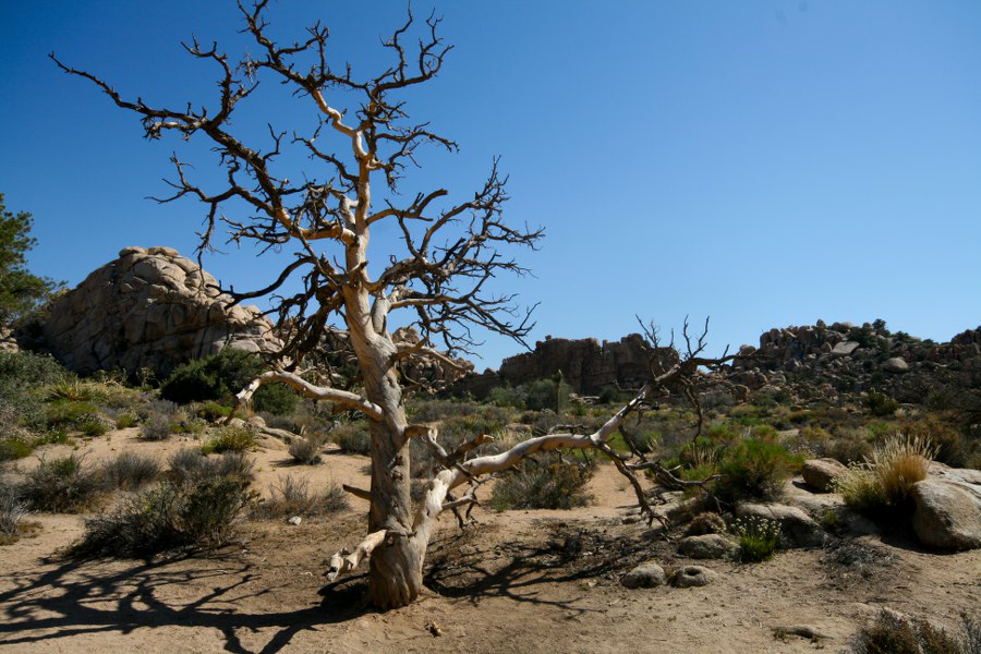 Joshua Tree NP: Im Hidden Valley