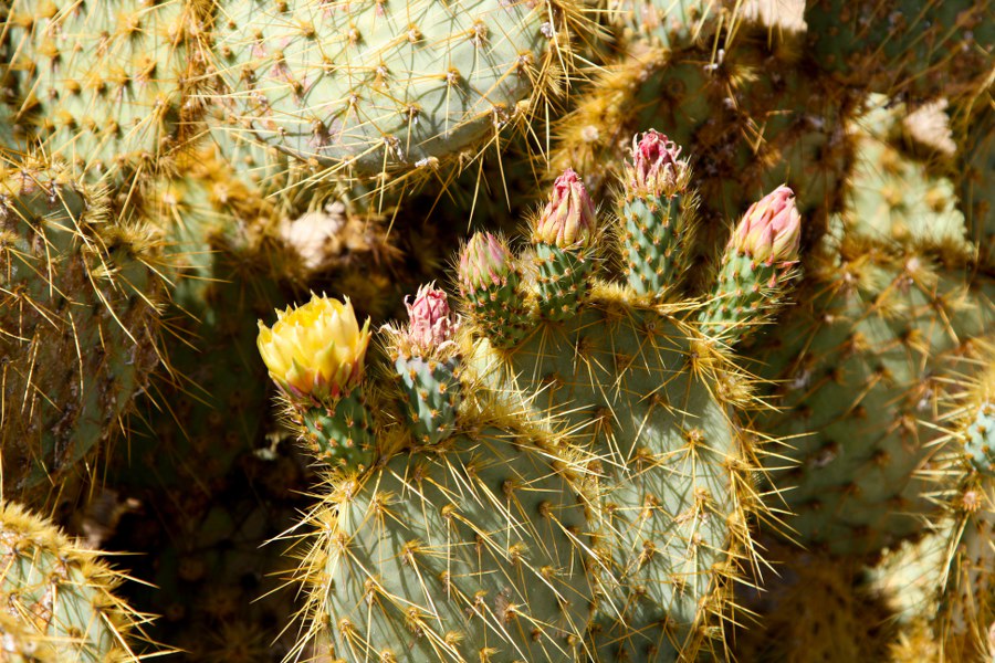 Joshua Tree NP: Im Hidden Valley