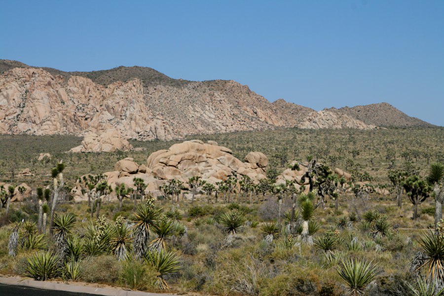 Joshua Tree NP