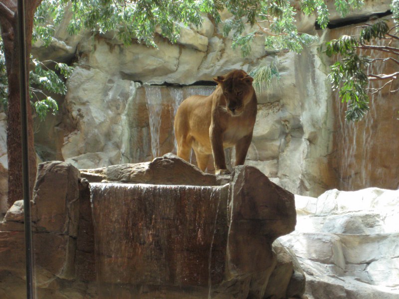 Im MGM beim Löwenkäfig