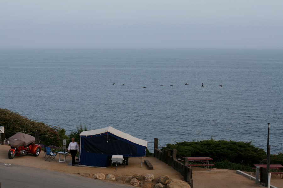 Schwarze Pelikane fliegen vorbei