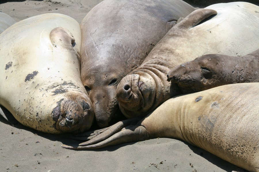 See-Elefanten am Highway 1