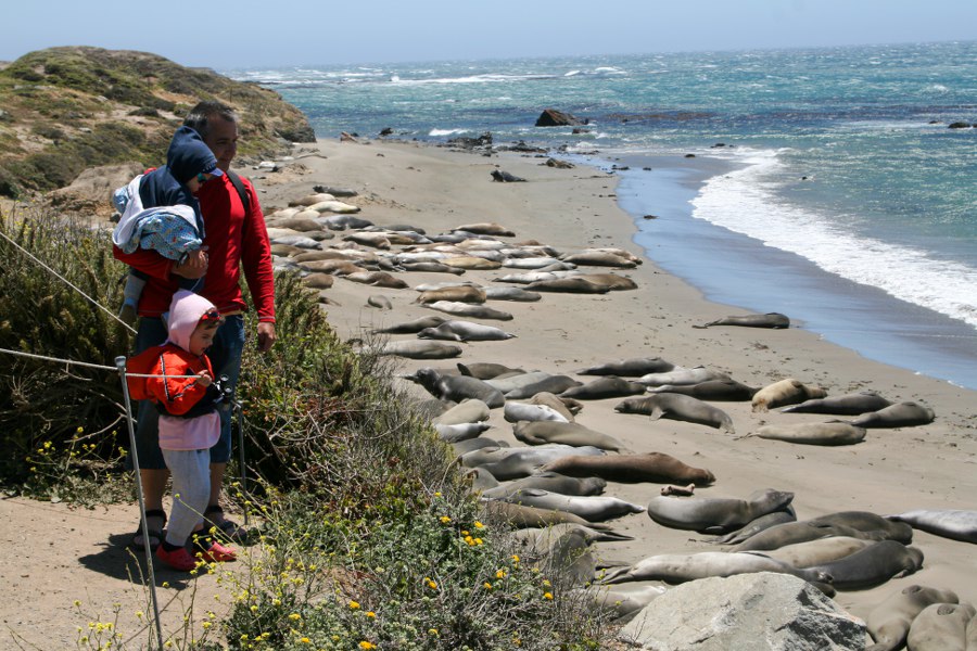 See-Elefanten am Highway 1