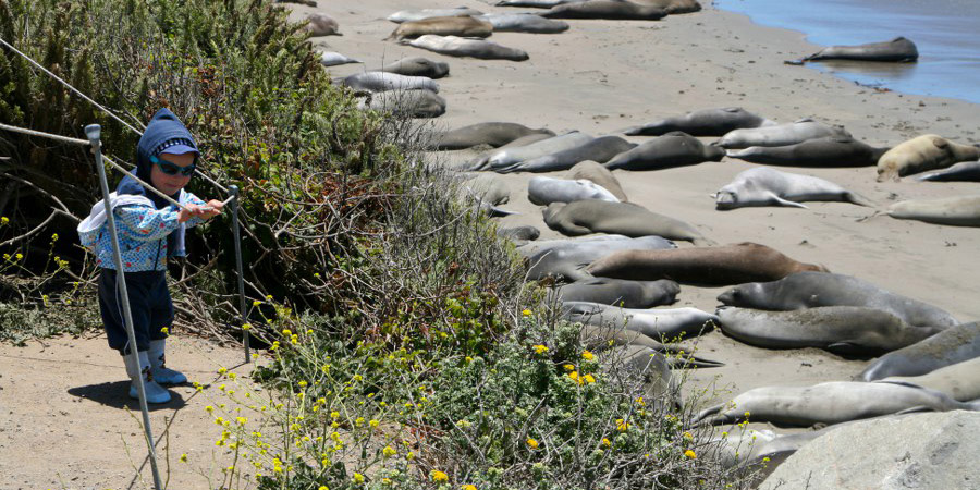 See-Elefanten am Highway 1