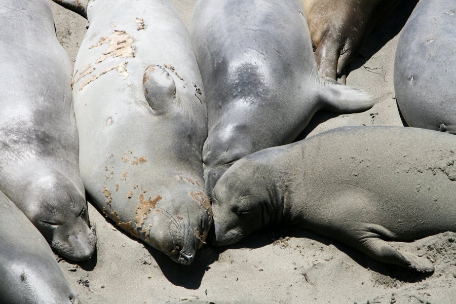 See-Elefanten am Highway 1