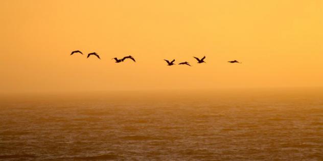 Pelikane bei Sunset