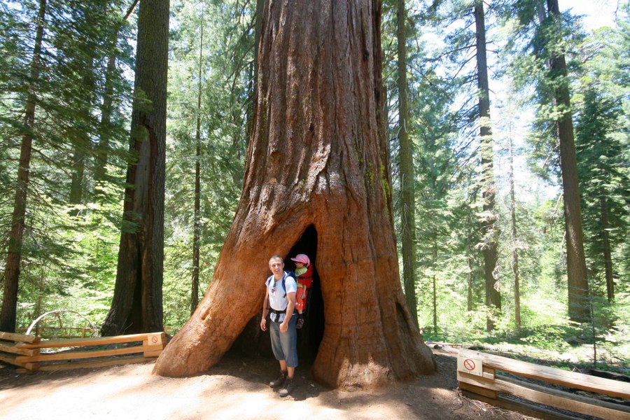Große mächtige Bäume bei der Wanderung zu den Tuolumne Grove