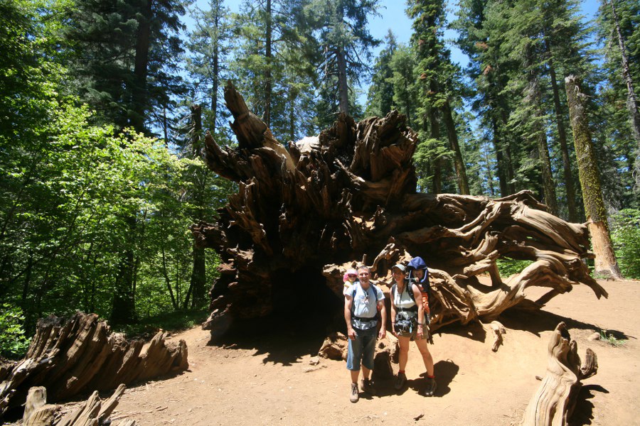 Mächtige Wurzel eines gefallenen Riesen in den Tuolumne Grove