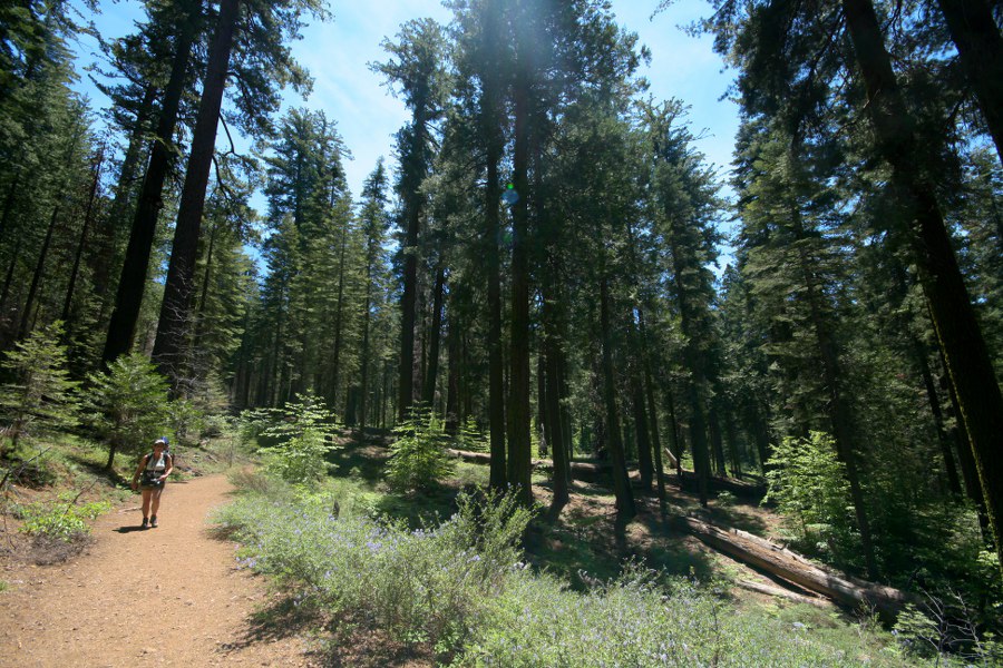 Schöner Pfad in den Tuolumne Grove