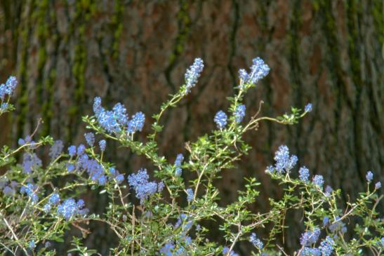 Blaue Blumen!!! Aussage eines Flora-Laiens.