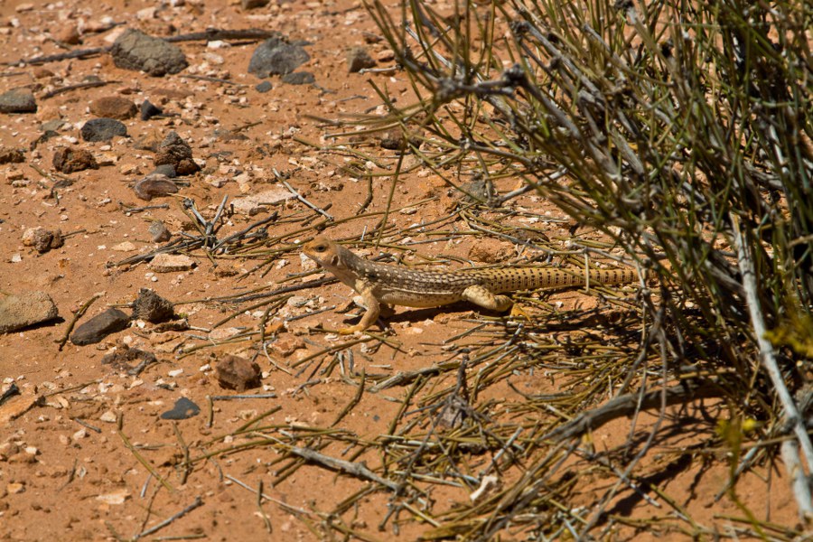 Echse im Valley of Fire SP