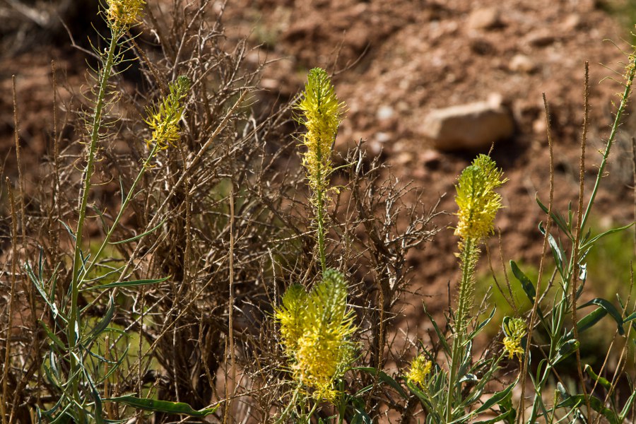 Blumen am Rand der House Rock Valley Road