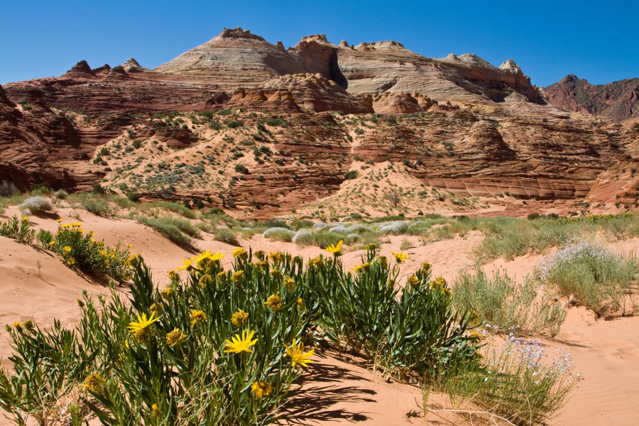Oben wo die Büsche aufhören liegt die Wave