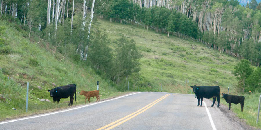 Kurz vor Torrey - Wildlife