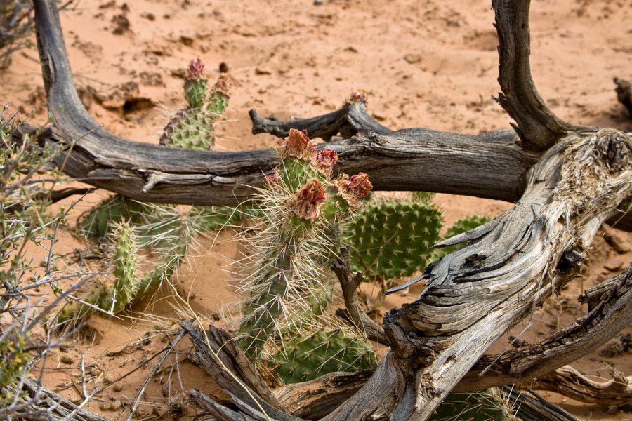 Beim Mesa Arch Im Canyonlands NP
