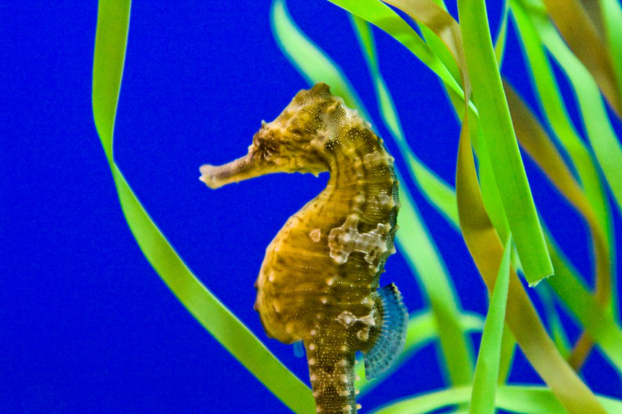 Im Denver Aquarium