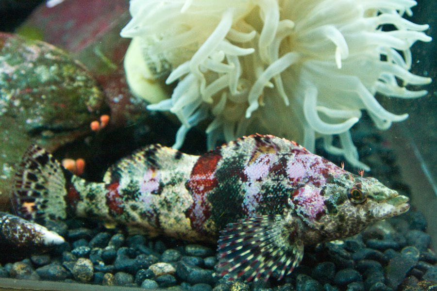 Im Denver Aquarium