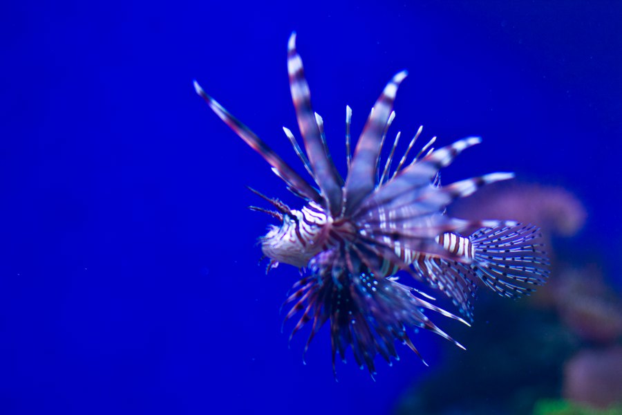 Im Denver Aquarium